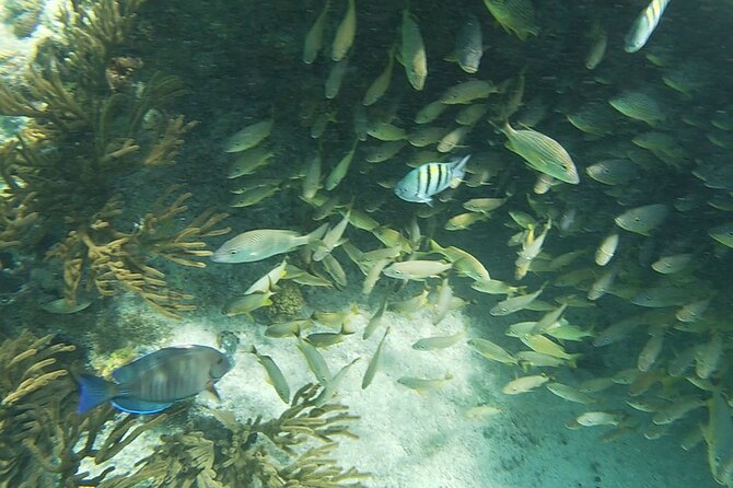 Isla Mujeres Snorkeling Adventure at the Underwater Museum - Suitability and Value for Money