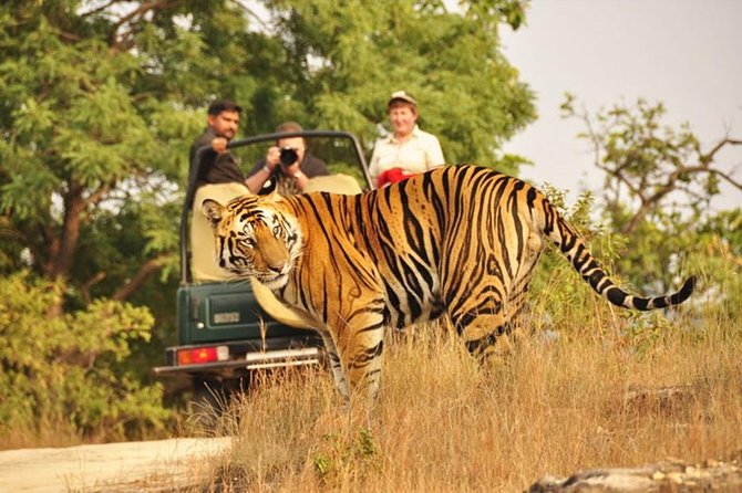 Jaipur to Ranthambore National Park Private Gypsy Safari Tour - Common questions