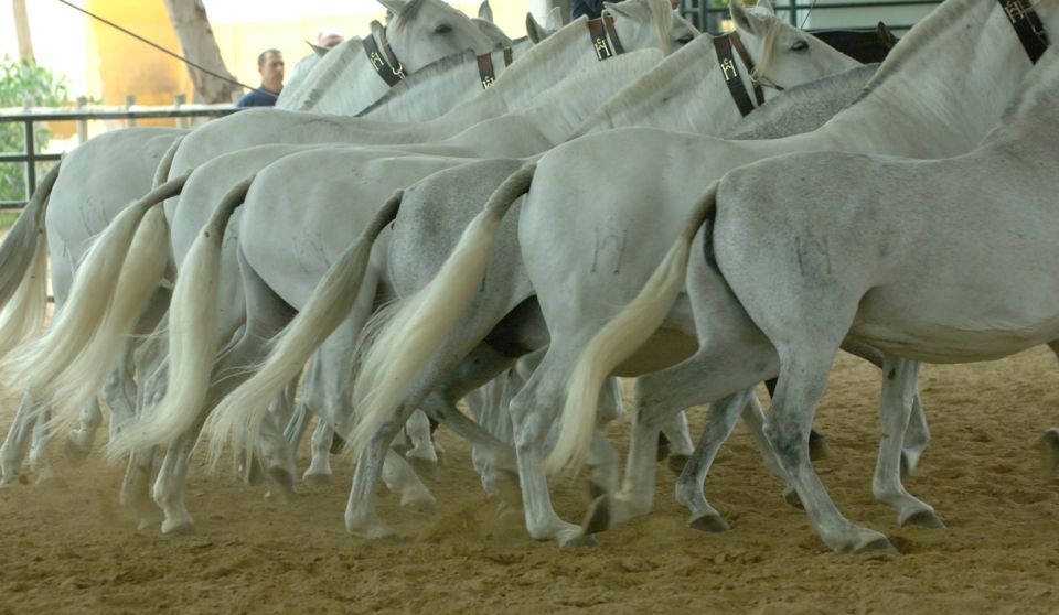 Jerez: Cartuja Stud Farm Carthusian Horses Tour - Important Information