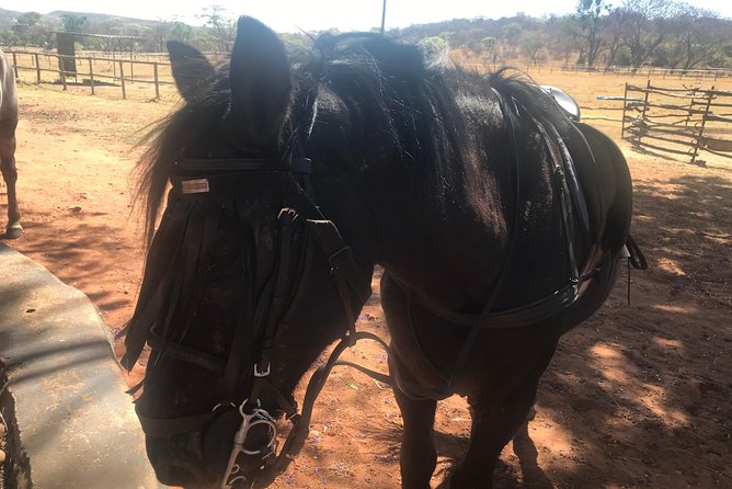 Johannesburg Private Horseback Riding Safari  - Pretoria - Additional Details