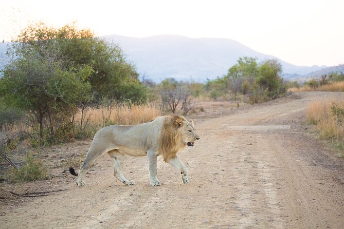 Johannesburg Small-Group Pilanesberg NP Safari  - Pretoria - Pricing and Inclusions