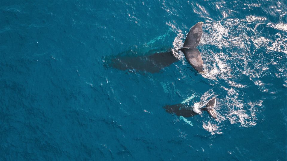 Kaikoura: 40-Minute Whale Watching Flight With Commentary - Notable Sightings