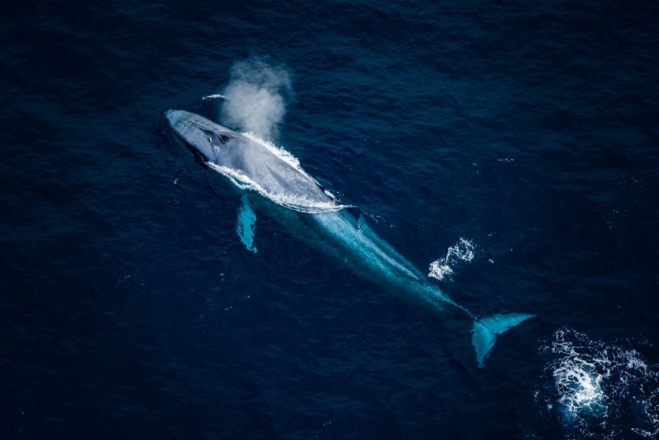 Kaikōura: 45-Minute Whale Watching Helicopter Tour - Guide and Safety Briefing