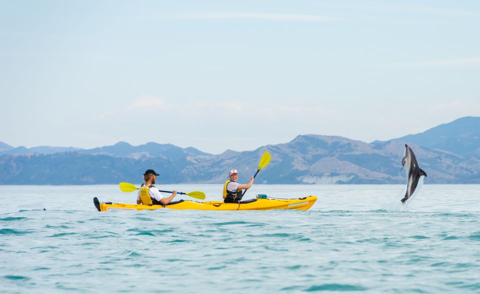 Kaikoura: Half-Day Wildlife Kayaking Tour - Detailed Itinerary and Equipment Provided