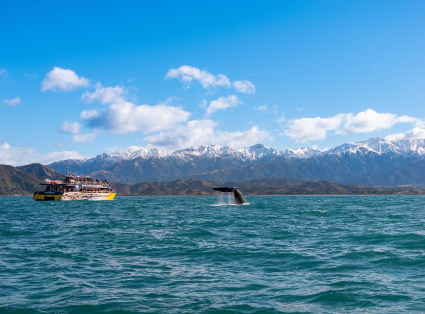 Kaikoura: Whale Watching Cruise - Review Summary