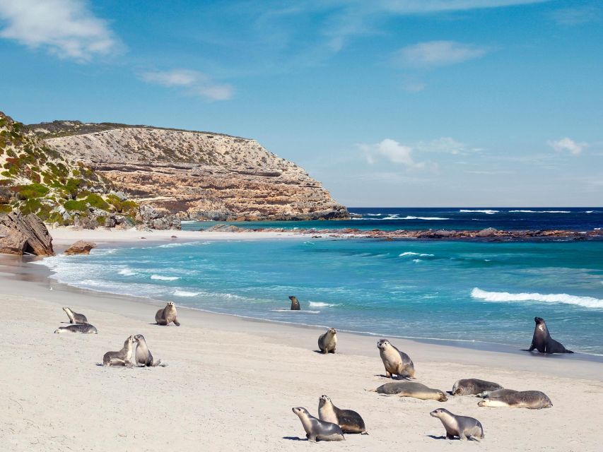 Kangaroo Island Seal Bay Beach Experience - Guided Tour - Not Suitable For