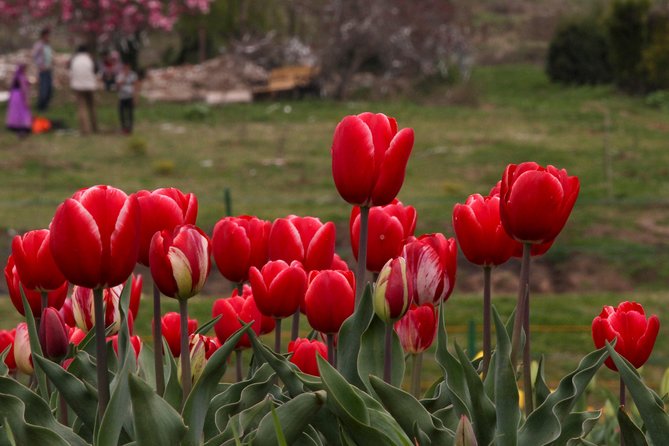 Kashmir Tulip Festival - Local Cuisine Highlights