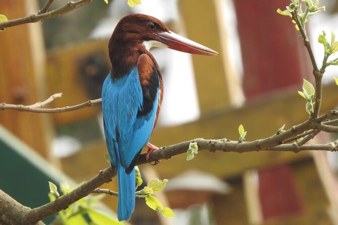 Kathmandu Cultural Tour and Wildlife in Bardia - Safety Guidelines