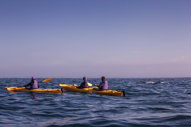 Kayak Chapmans Peak and Karbonkelberg in Hout Bay - Reviews and Ratings