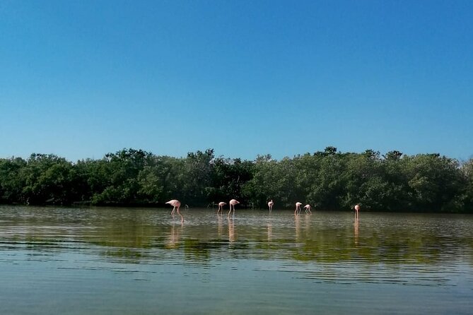Kayak Experience in the Mangroves of Holbox Island - Booking Confirmation and Accessibility