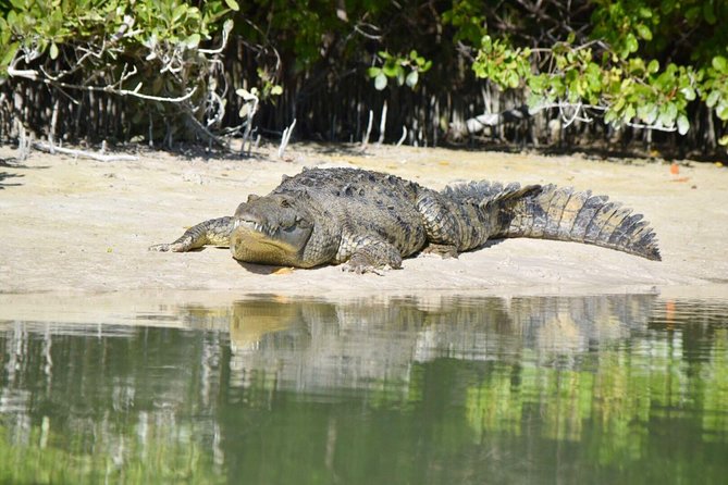 Kayaking Tour Through the Mangroves in Isla Holbox - Tour Highlights and Recommendations