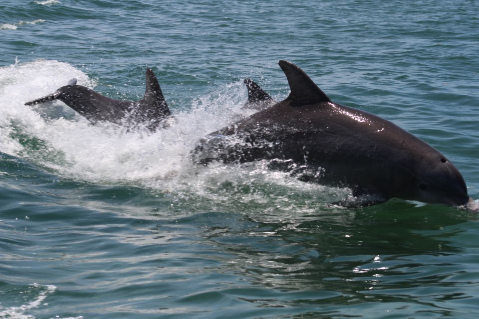 Key West: Dolphin and Snorkel Boat Tour - Review Summary