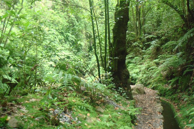 Kings Levada Walk Sao Jorge Native Forest - Pricing and Booking Details