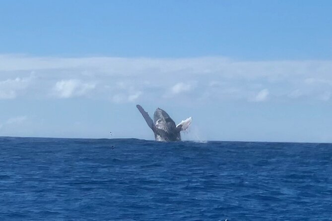 Kona Coast Humpback Whale-Watching Cruise  - Big Island of Hawaii - Inclusions and Recommendations