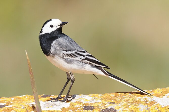 Korčula Bird Watching and Wildlife Photography - Common questions