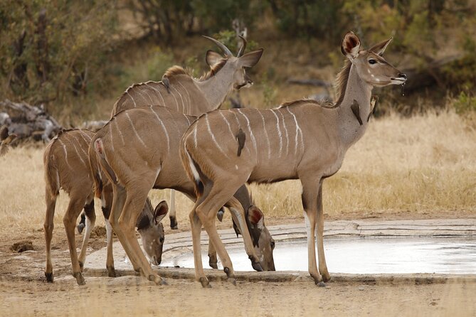 Kruger National Park Full Day Private Safari - Reviews and Cancellation Policy