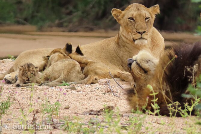 Kruger National Park - Private Full Day Safari Trip. - Guides Service Excellence