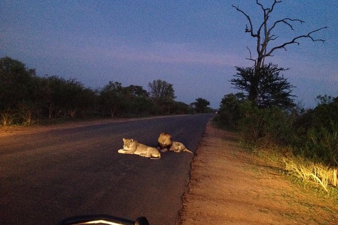 Kruger Park Safari: Guided Day Tour From Nelspruit - Tour Details