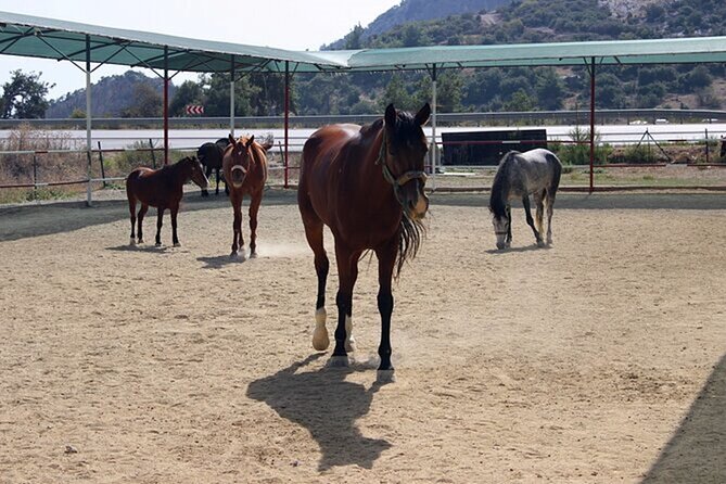 Kusadasi Horse Riding On Beach And Through The River - Reviews and Ratings Overview