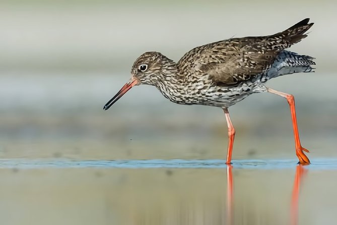 La Mancha Wetland Bird Watching - Tips for a Memorable Bird Watching Experience