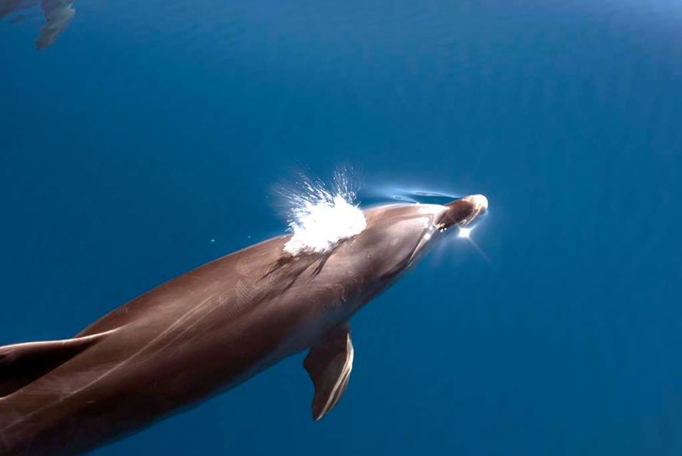 La Palma: 3-Hour Dolphin and Whale Watching Experience - Participant Experiences