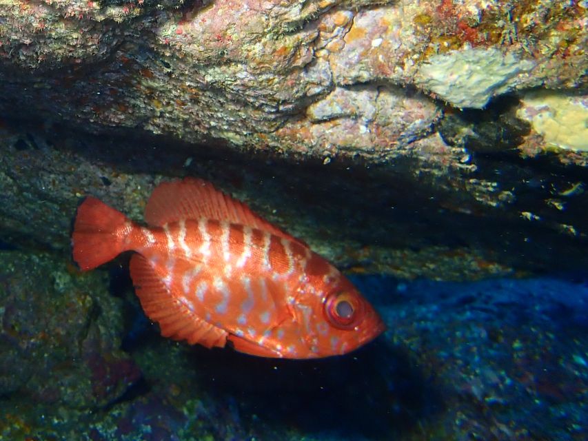 La Palma : Snorkeling Tour in Los Cancajos - Group Size and Description