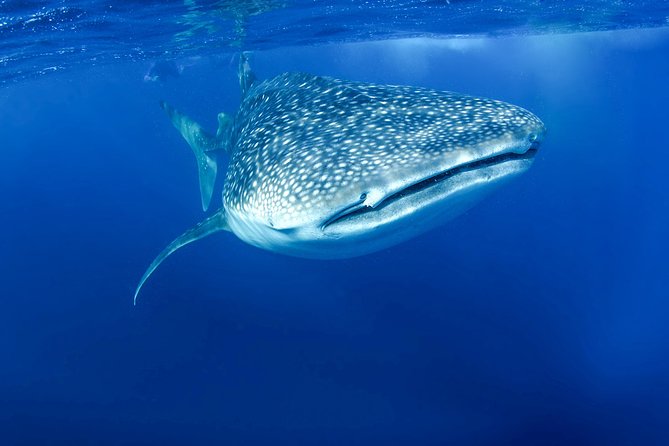 La Paz Whale Shark Snorkeling Tour and Lunch From Los Cabos - Additional Tour Information