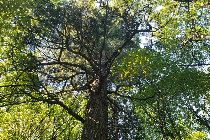 Lake, Old Growth Trees and Columbia City: Beautiful Natural Spaces and History - History and Significance of the Area