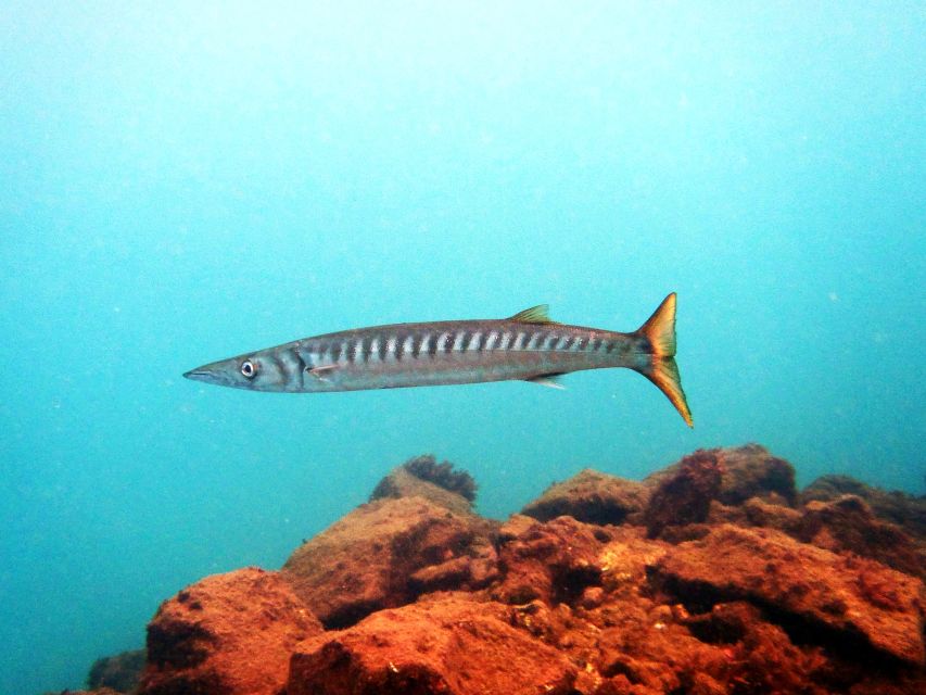 Lanzarote: 2-Dive Package in Playa Blanca - Certified Divers - Accessibility and Convenience