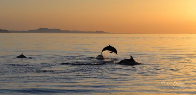 Lanzarote: Sea Safari Experience - Review Summary