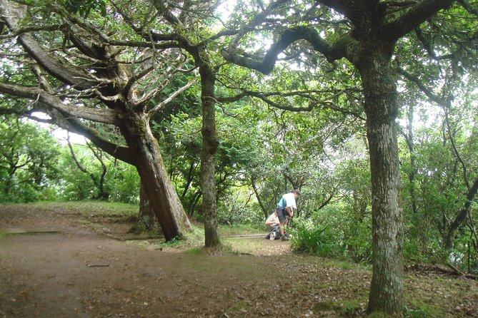 Laurissilva Forest Walk - Common questions