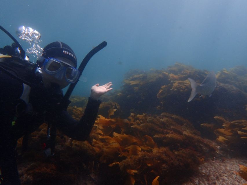 Leigh: Goat Island Guided Diving Tour for Certified Diver - Directions