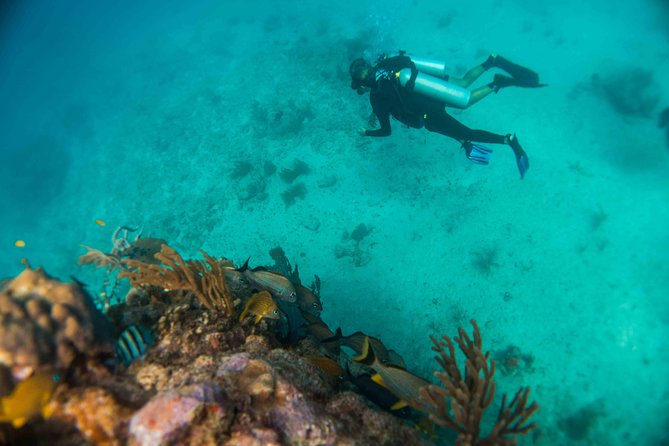 Local Dive in Playa Del Carmen - Additional Information and Resources