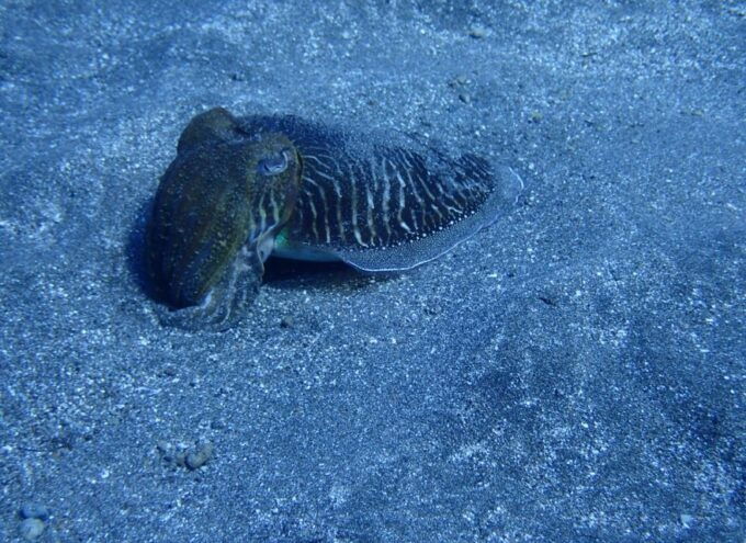 Los Cristianos: Basic Diver Course - Last Words