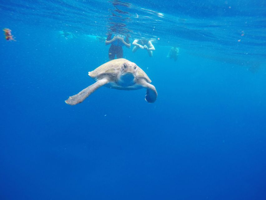 Los Cristianos: Kayak and Snorkel With Turtles - Full Itinerary