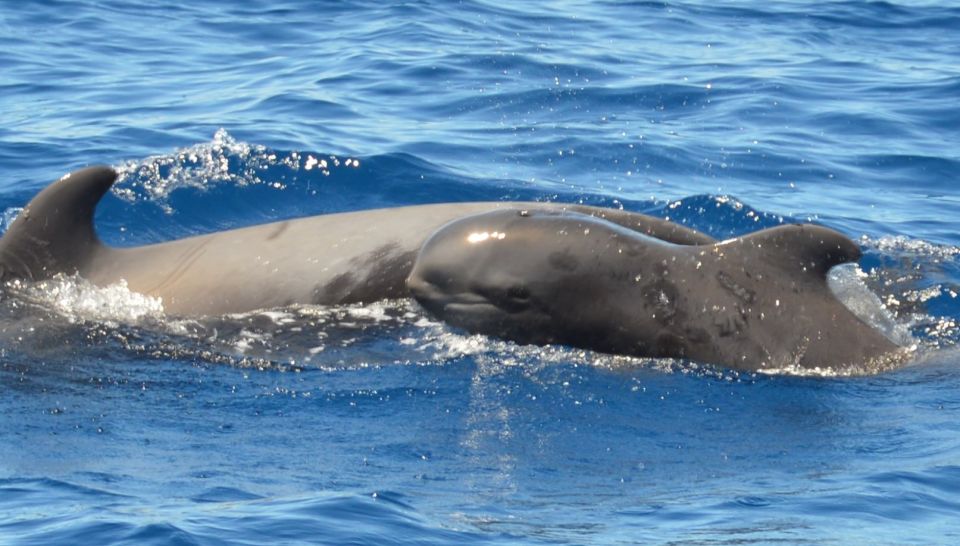 Los Cristianos: No-Chase Whale and Dolphin Cruise - Review Summary