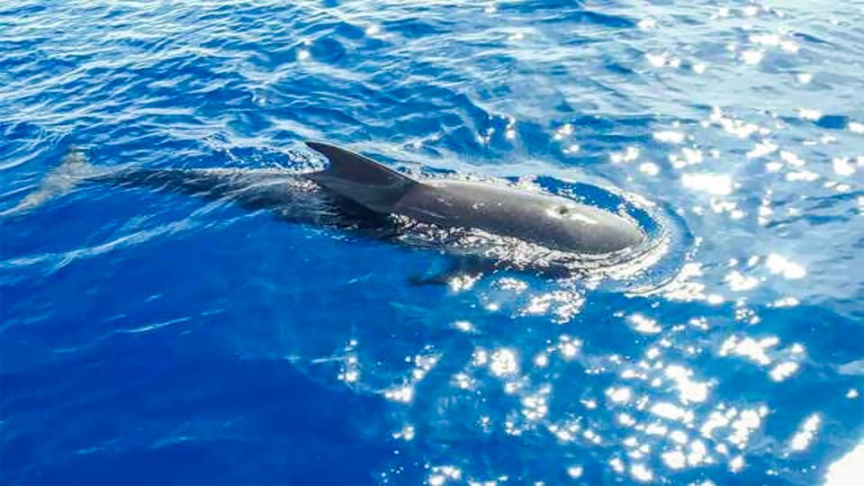 Los Gigantes: Whales and Dolphin Watching Cruise With Lunch - Activity Details