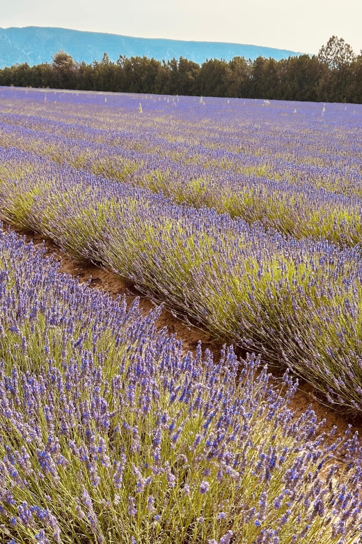 Luberon & Lavender Fields Tour - Tour Flexibility