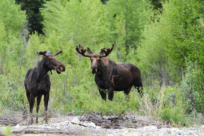 Luxury Private Grand Teton National Park Full-Day Tour - Traveler Feedback and Reviews