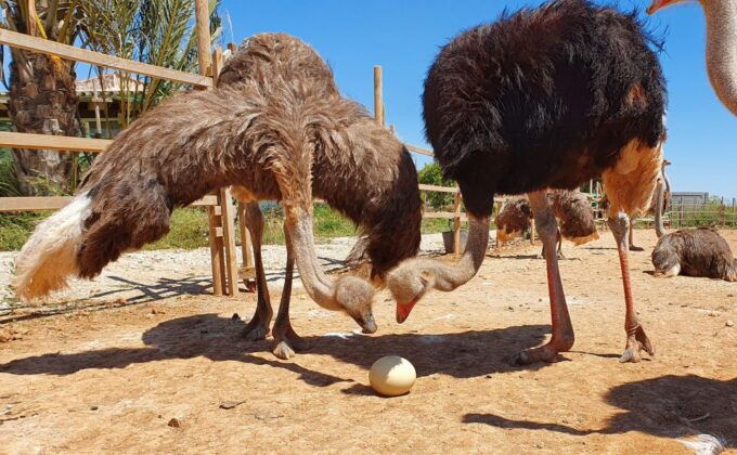 Mallorca: Artestruz - Ostrich Farm Ticket Entrance - Accessibility Information