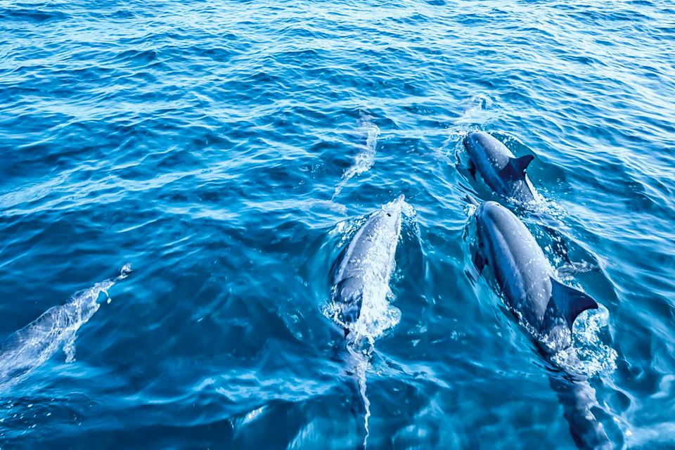 Mallorca: Dolphin Watching Cruise - Inclusions and Restrictions