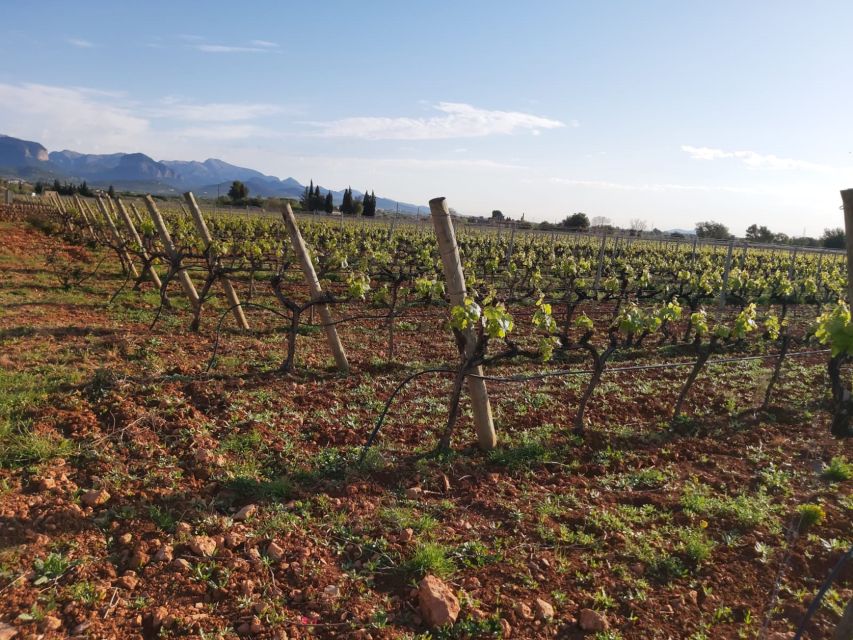 Mallorca: Wine Cellar Tour XL - 3 Wine Tastings Included - Last Words