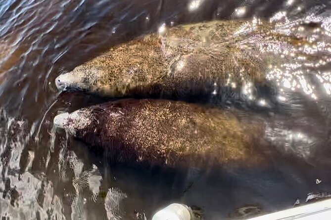 Manatee, Dolphin, and 10,000 Islands Eco Beach Tour by Boat - Traveler Experience and Reviews