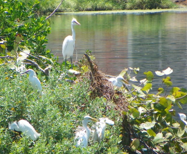 Marco Island, FL: Nature and History Bicycle Tour - Wildlife Spotting and Historical Insights