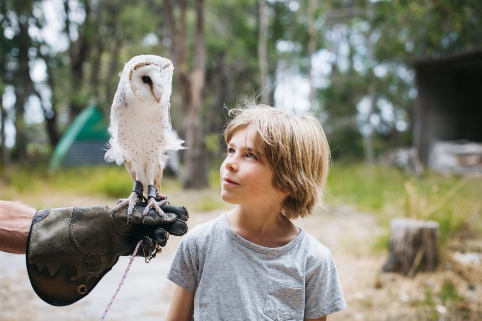 Margaret River: Birds of Prey Encounter and Forest Walk - Learn About Bird Behaviors and Adaptations