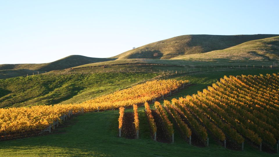 Marlborough: Wineries Visit With Tastings and 2-Course Lunch - Customer Reviews