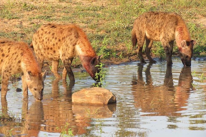 Marloth Park Small-Group Full-Day Kruger Safari  - Mpumalanga - Safety and Guidelines