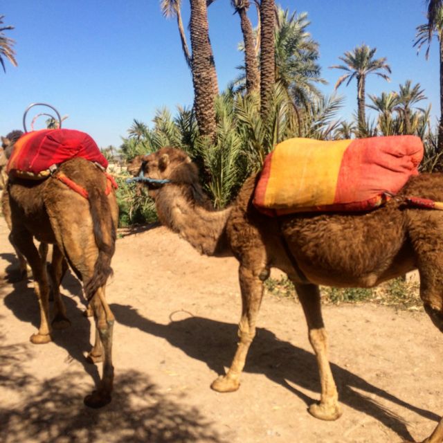 Marrakesh Countryside: 1-Hour Palm Grove Camel Ride - Additional Details