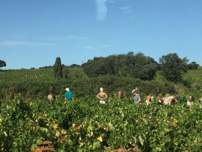 Marseille: Avignon and Côtes Du Rhône Wine Tasting Tour - Vineyard Visit and Wine Tasting
