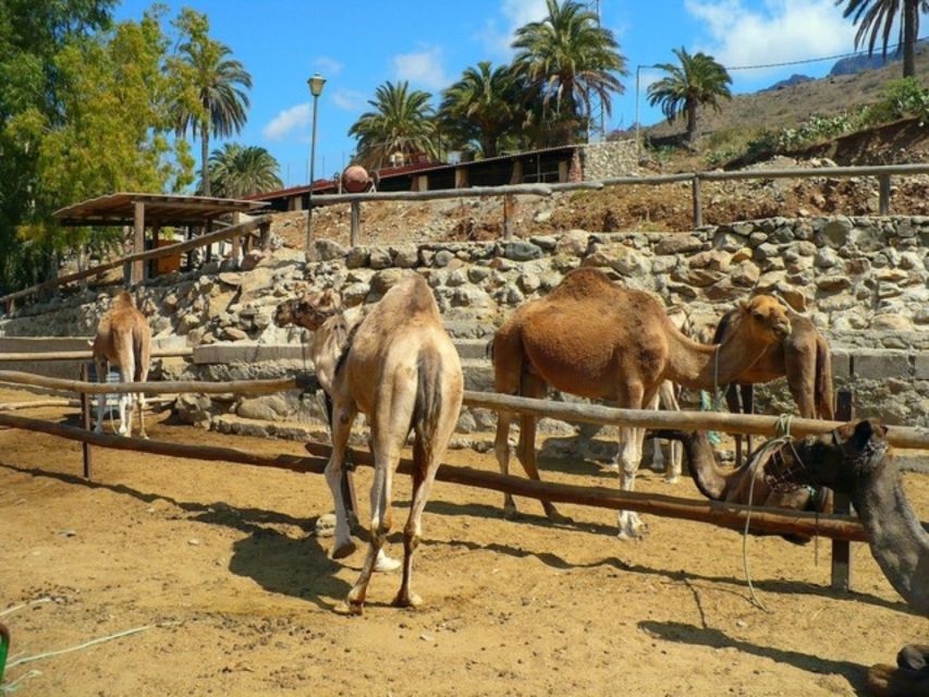 Maspalomas: Guided Camel Ride in the Maspalomas Sand Dunes - Important Information